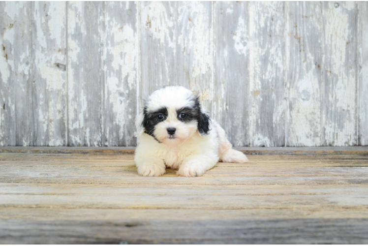 Popular Teddy Bear Designer Pup