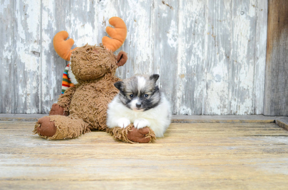 Akc Registered Pomeranian Baby