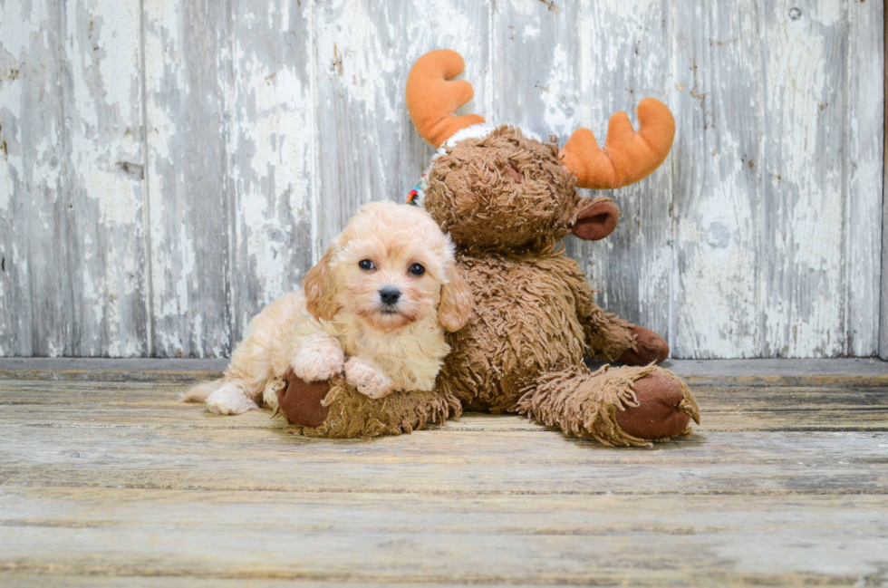 Cavachon Puppy for Adoption