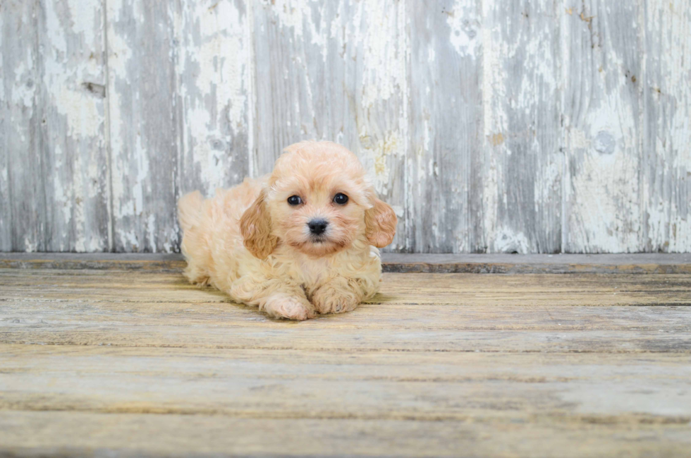 Little Cavalier Designer Puppy