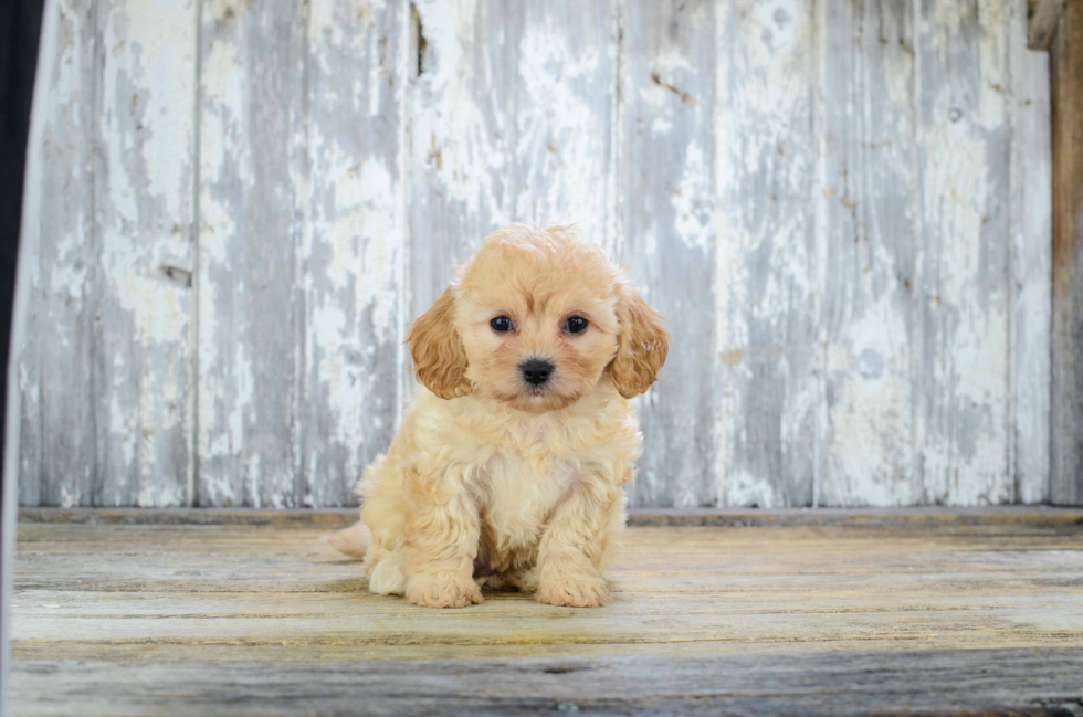 Cavachon Pup Being Cute