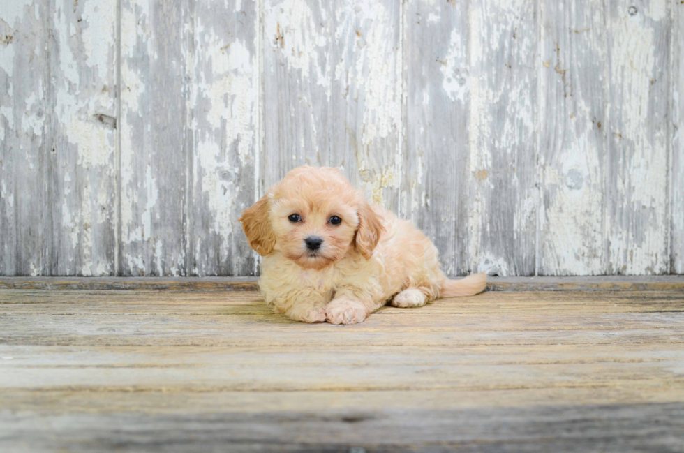 Small Cavachon Baby