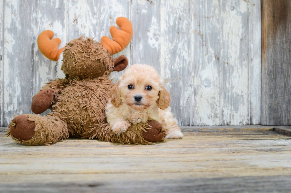 Cavachon Puppy for Adoption