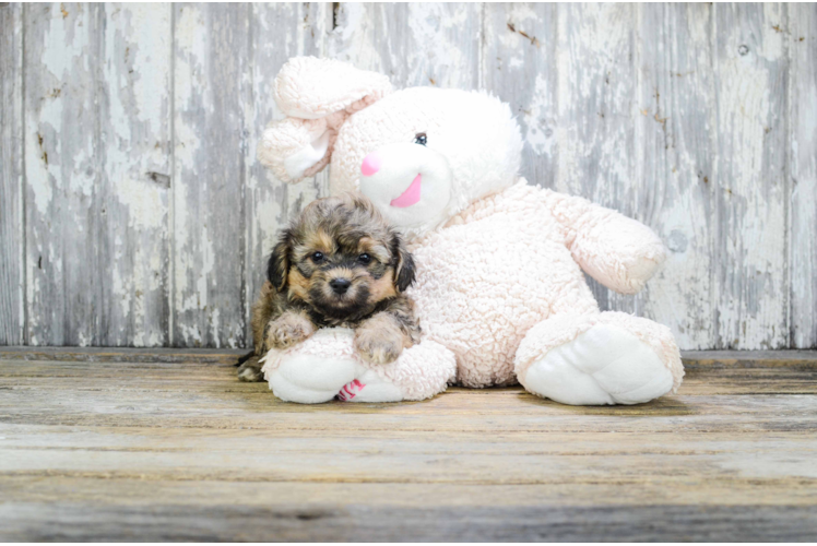 Happy Teddy Bear Baby