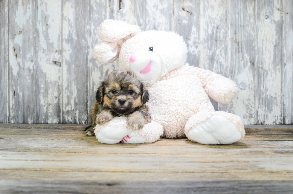 Happy Teddy Bear Baby