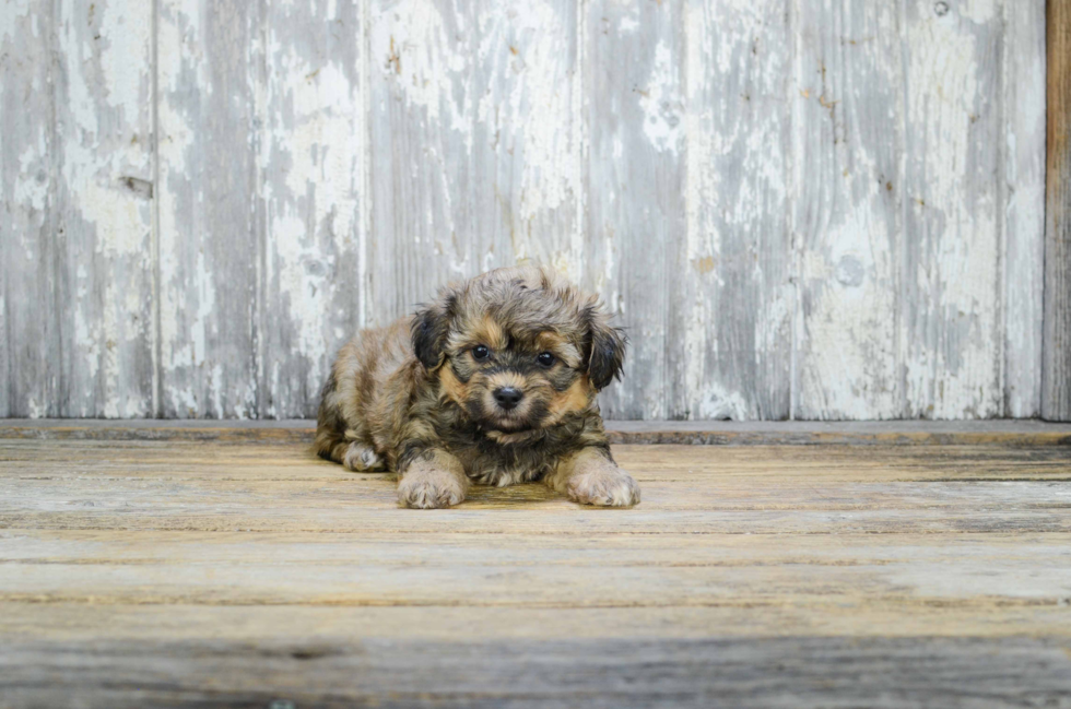 Friendly Teddy Bear Baby