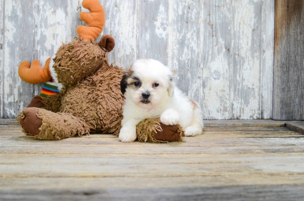 Fluffy Teddy Bear Designer Pup