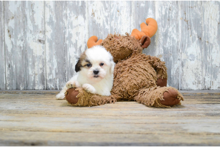 Teddy Bear Pup Being Cute