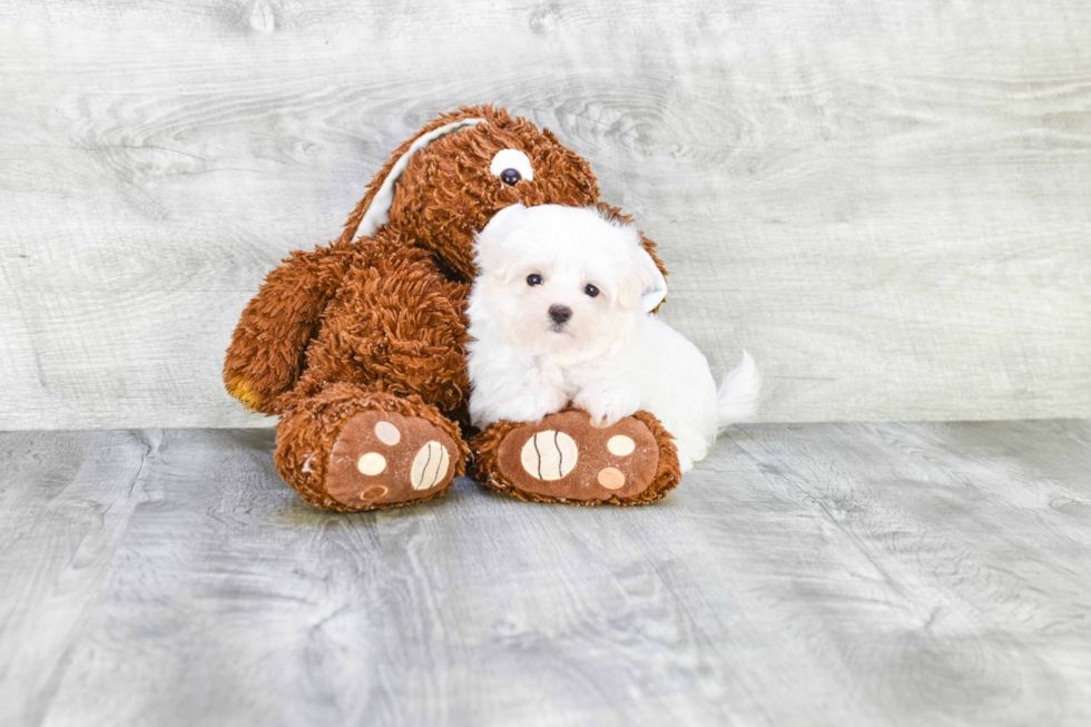 Maltese Pup Being Cute