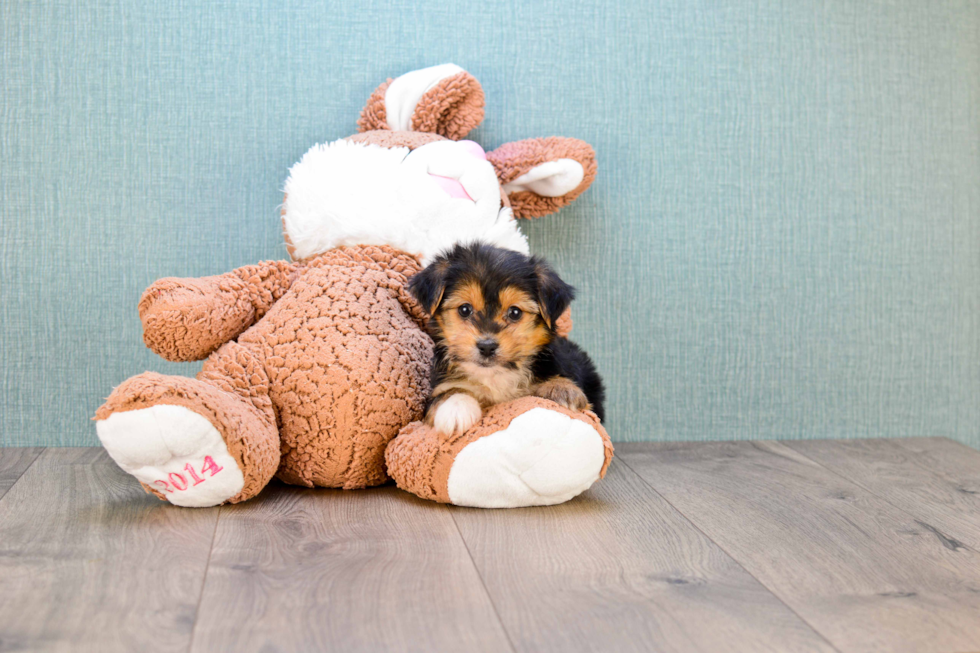 Little Yorkie Designer Puppy