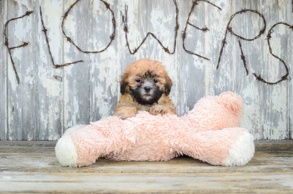 Teddy Bear Puppy for Adoption