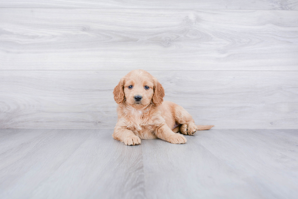 Smart Mini Goldendoodle Poodle Mix Pup