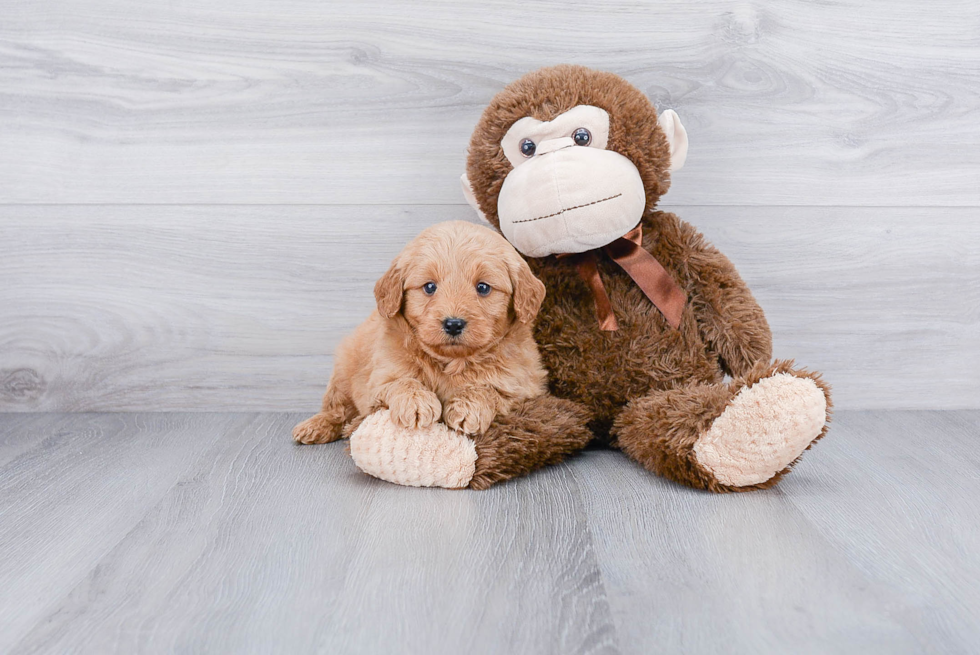 Mini Goldendoodle Pup Being Cute