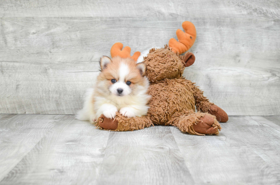 Pomeranian Pup Being Cute