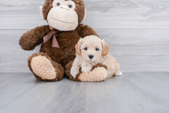 Fluffy Maltipoo Poodle Mix Pup