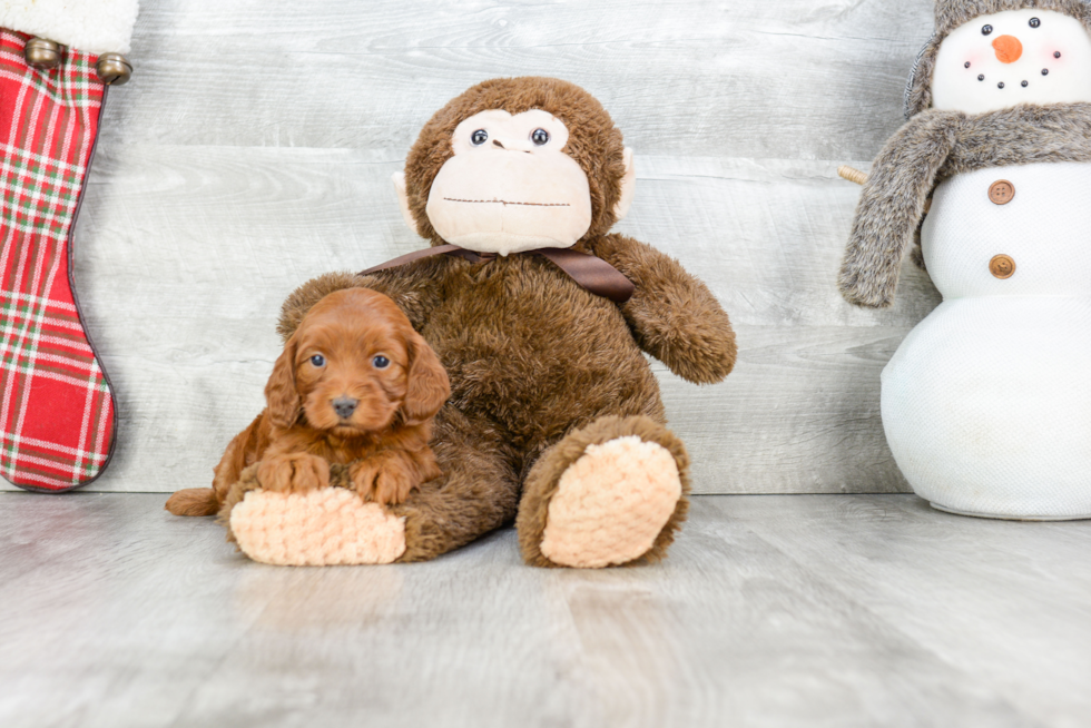 Friendly Cockapoo Baby