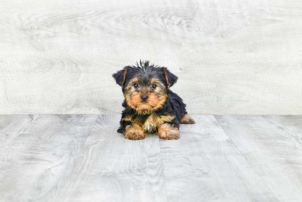 Meet Jeremy - our Yorkshire Terrier Puppy Photo 