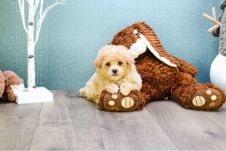 Cavapoo Puppy for Adoption