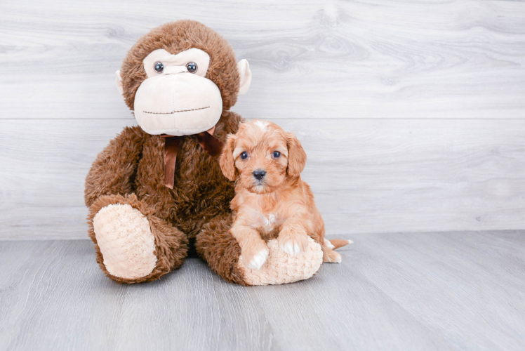 Cavapoo Pup Being Cute