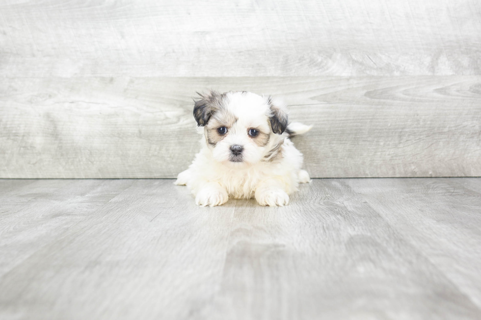 Teddy Bear Pup Being Cute