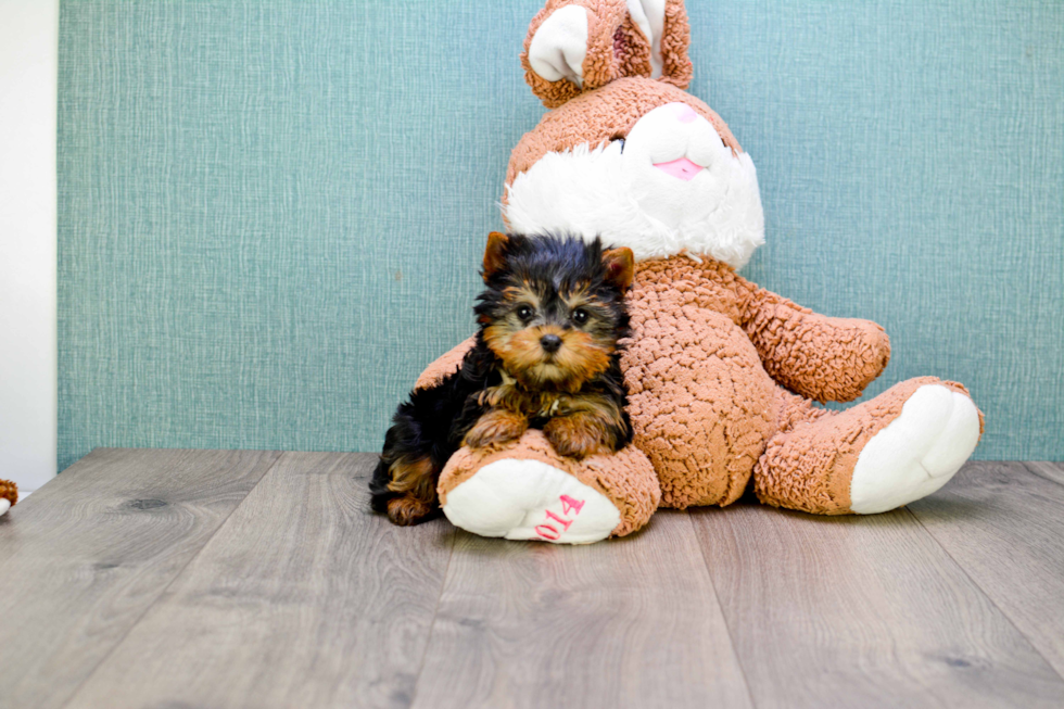 Meet Beckham - our Yorkshire Terrier Puppy Photo 