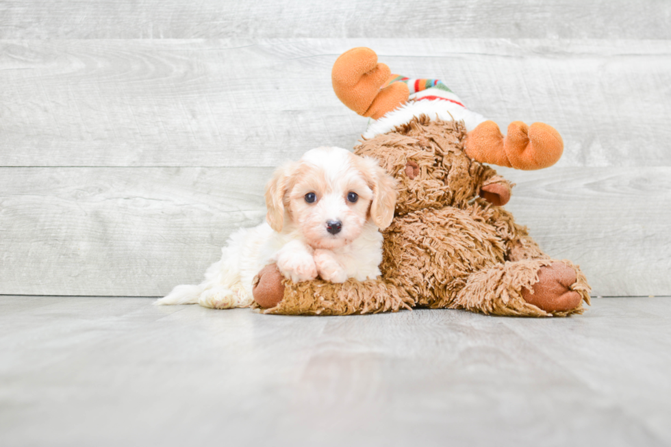 Cavachon Pup Being Cute