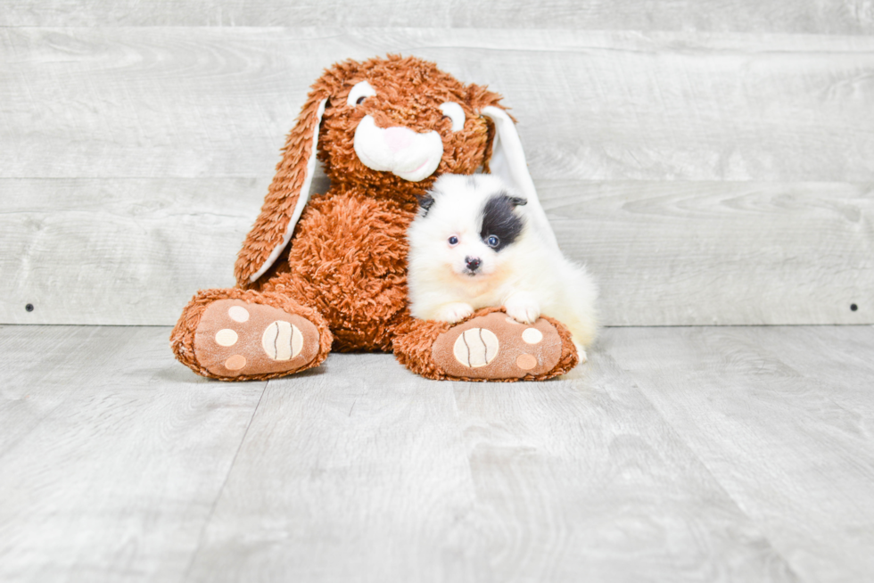 Playful Pomeranian Purebred Pup