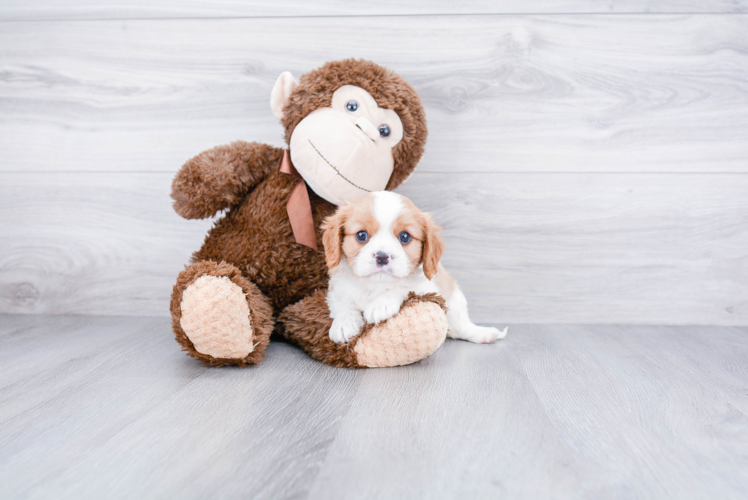 Energetic Cavalier King Charles Spaniel Purebred Puppy