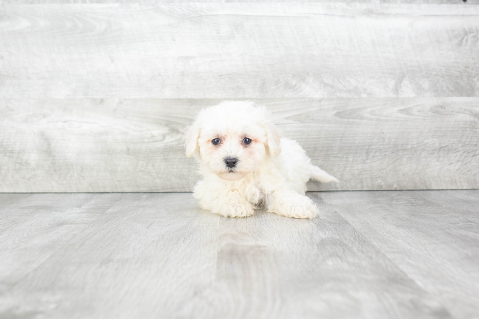 Best Havanese Baby