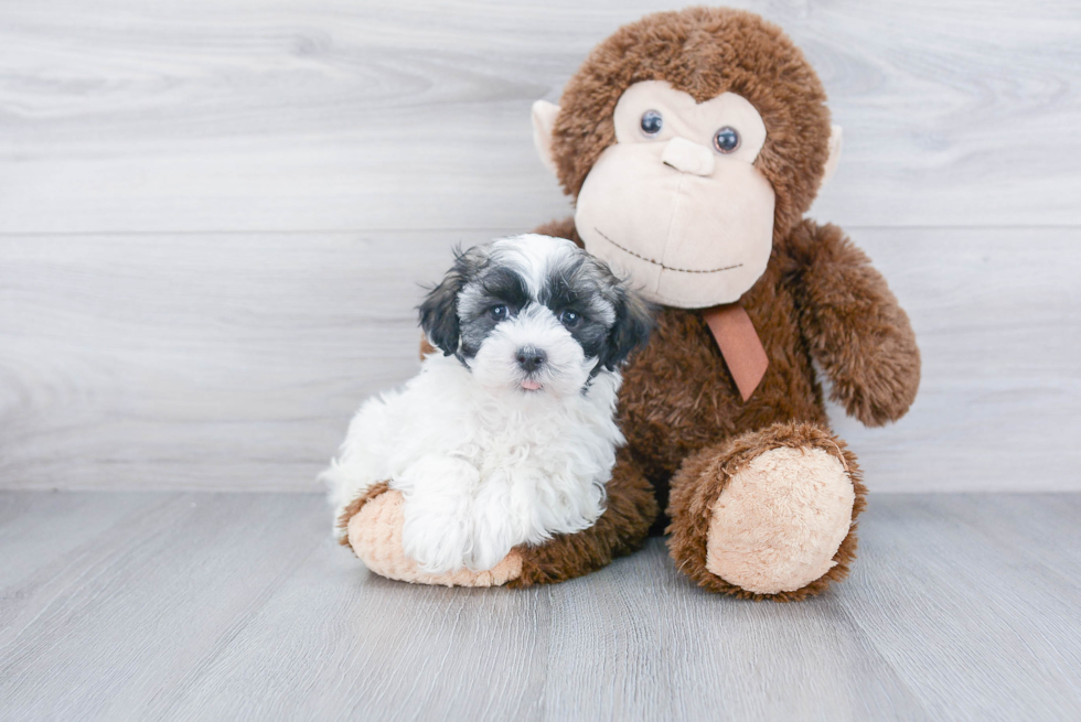 Havanese Pup Being Cute