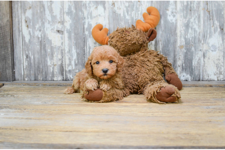 Small Cavapoo Baby