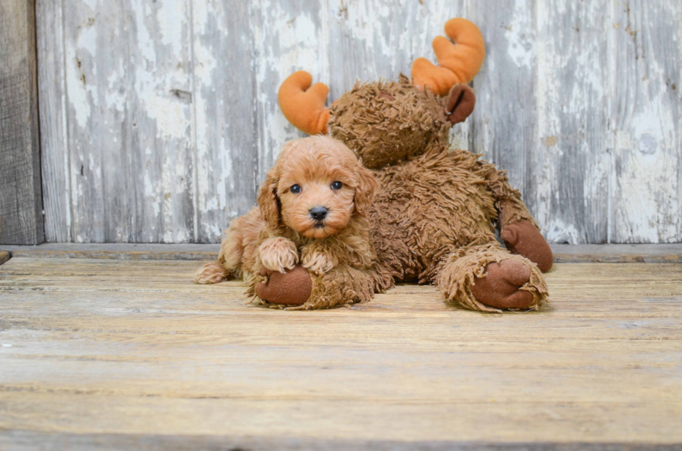 Small Cavapoo Baby