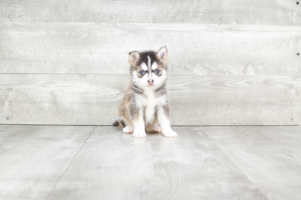 Happy Pomsky Baby