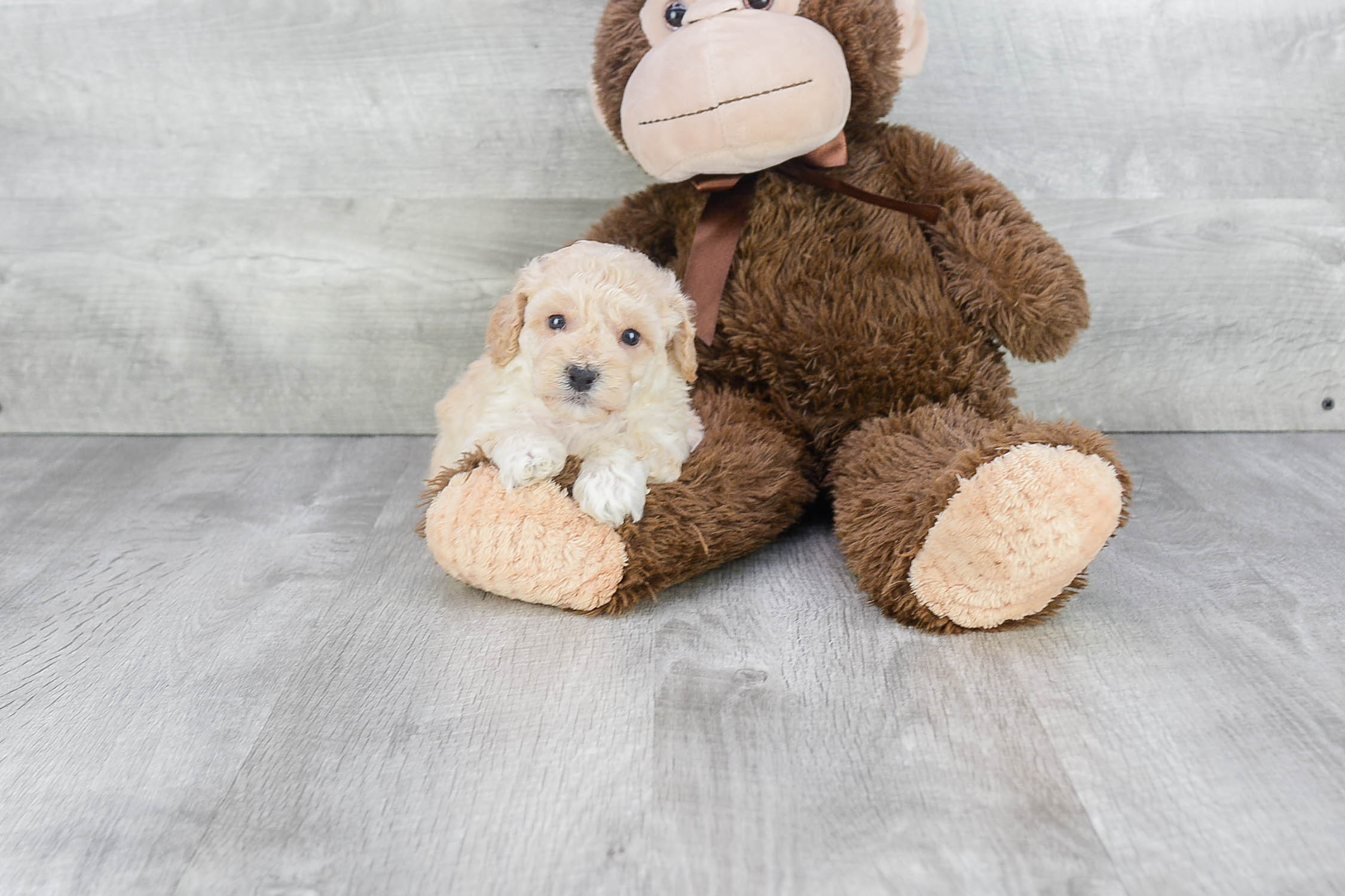 Best Maltipoo Baby
