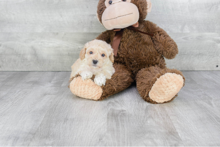 Best Maltipoo Baby