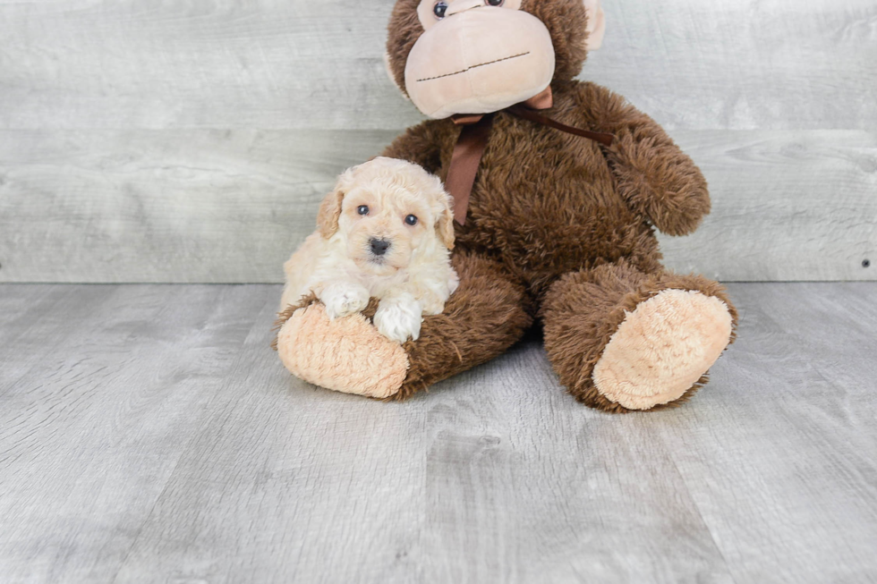 Best Maltipoo Baby