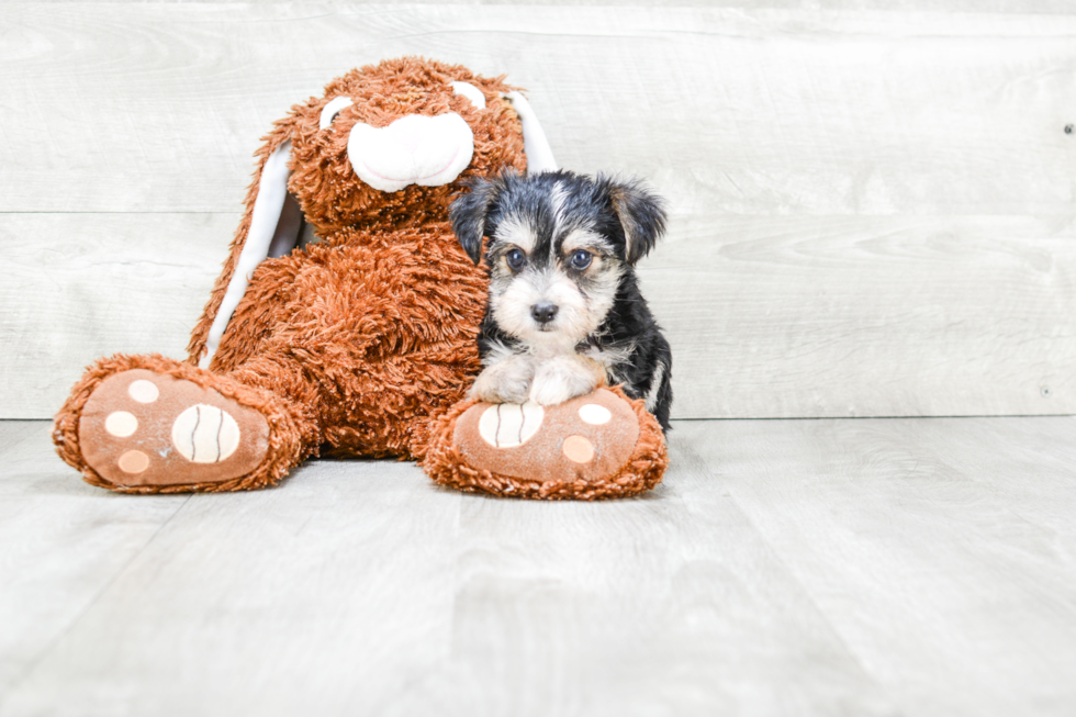 Best Morkie Baby