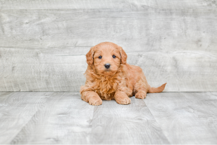 Sweet Mini Goldendoodle Baby