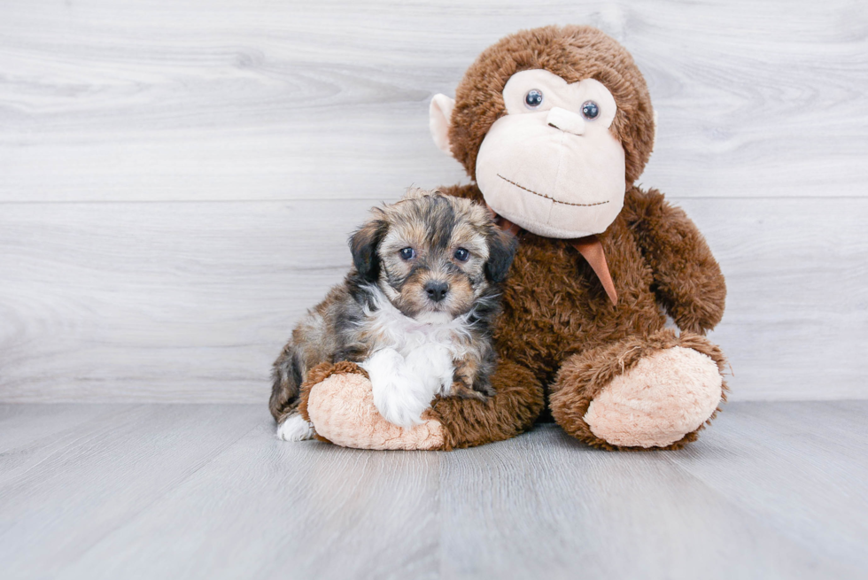 Best Mini Aussiedoodle Baby