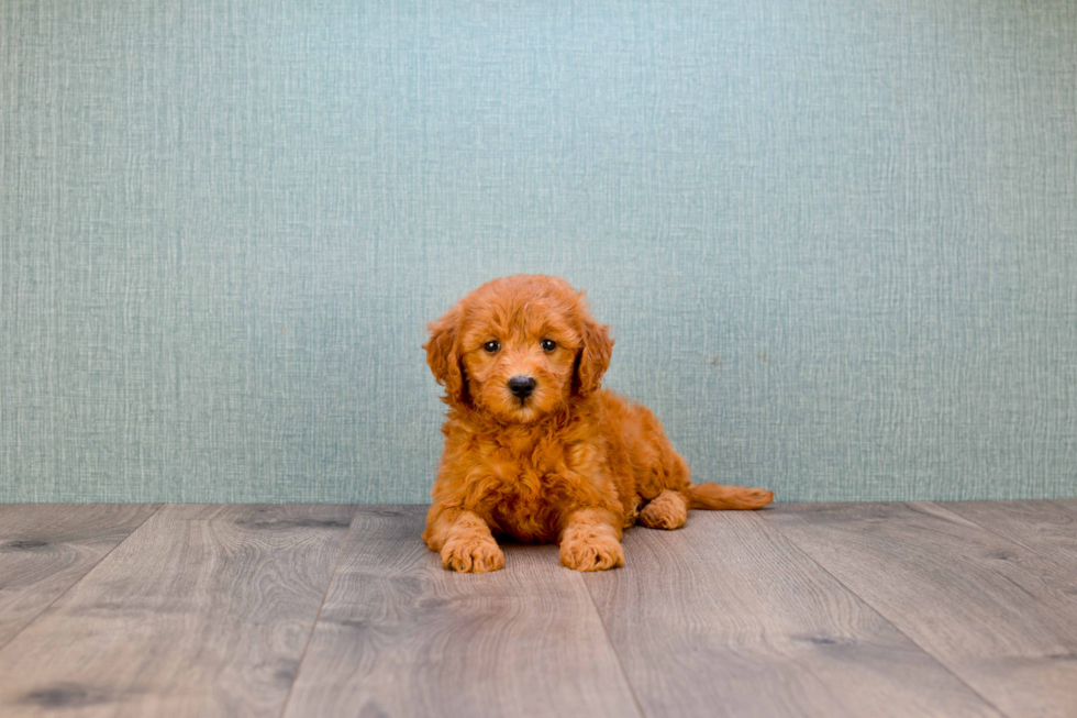 Petite Mini Goldendoodle Poodle Mix Pup