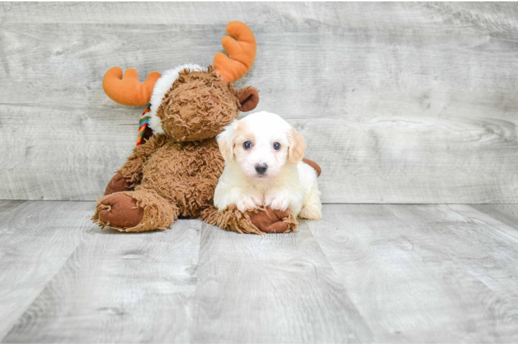 Best Cavachon Baby