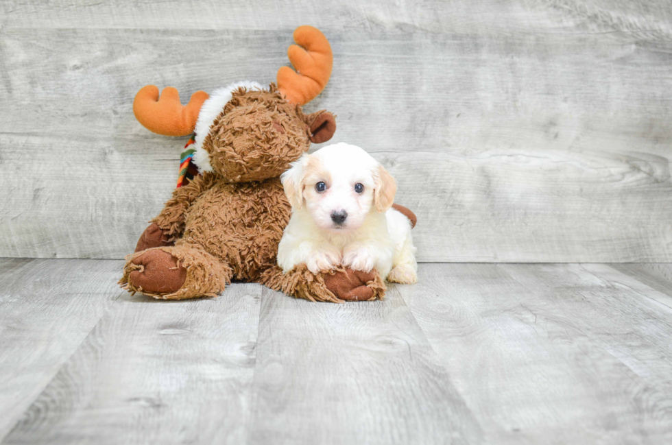 Best Cavachon Baby