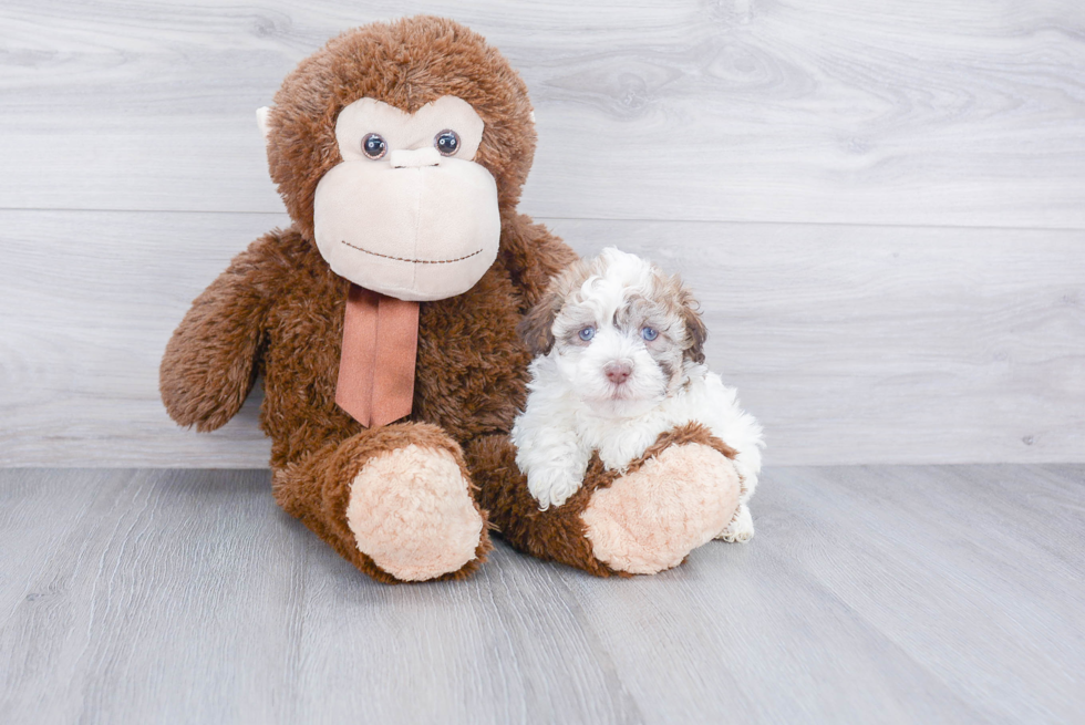 Smart Havanese Purebred Puppy