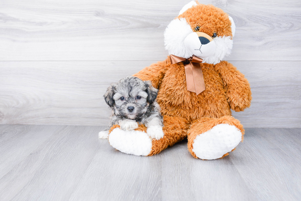 Funny Teddy Bear Designer Pup