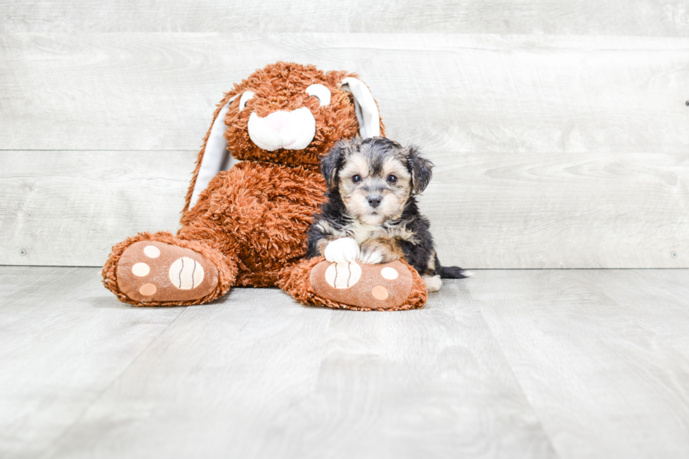 Cute Morkie Baby