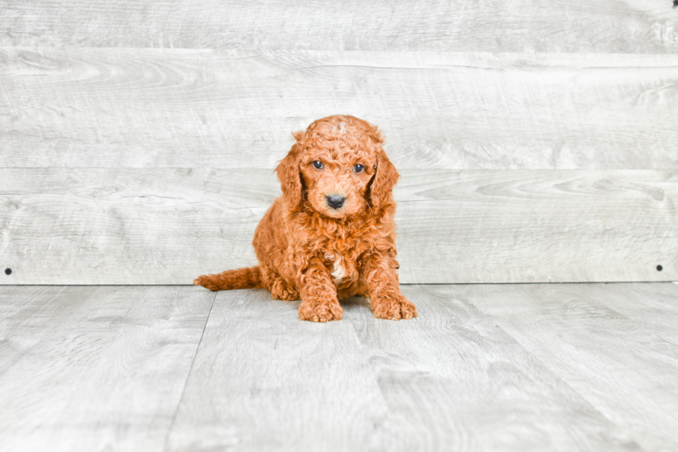 Best Mini Goldendoodle Baby