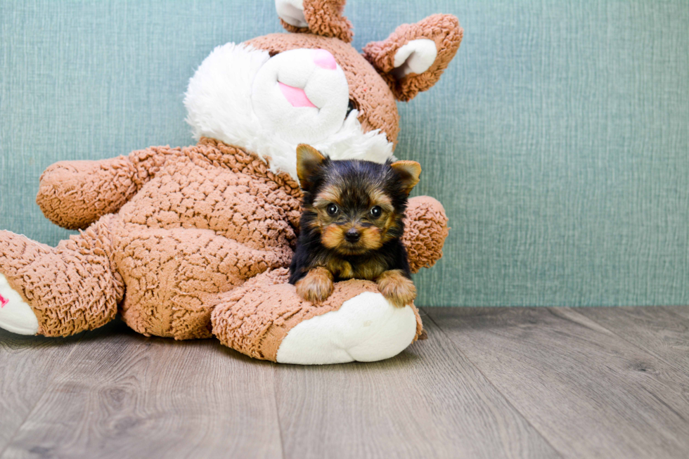 Meet Goldie - our Yorkshire Terrier Puppy Photo 