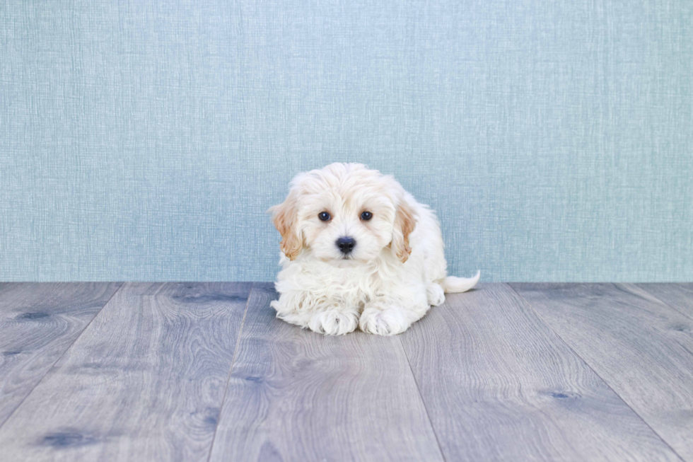 Hypoallergenic Maltepoo Poodle Mix Puppy