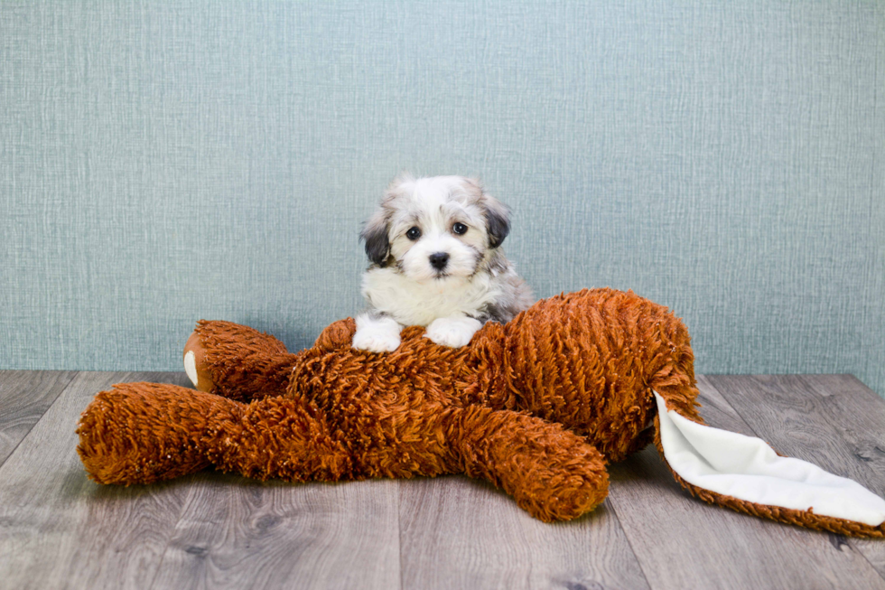 Small Havanese Purebred Pup