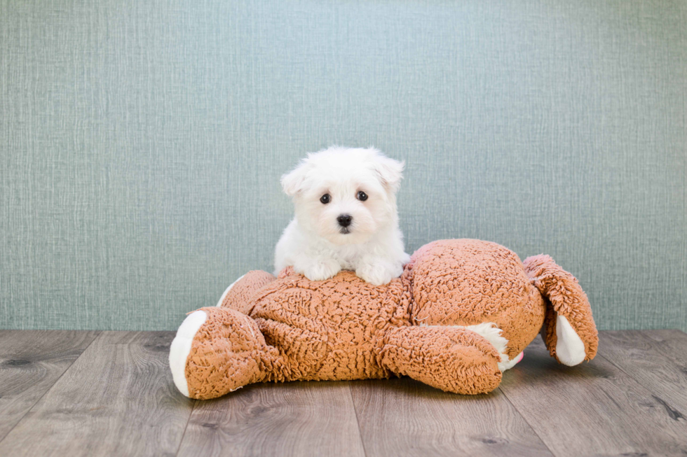 Happy Maltipoo Baby